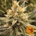 Vanilla Kush - Barney's Farm
